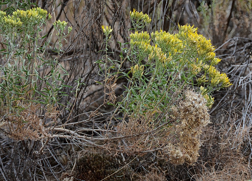 Green-rabbit-brush-Chrysothamnus-viscidiflorus 1