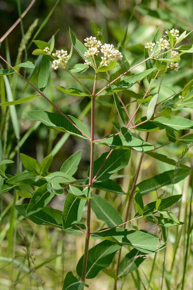 Indian-hemp