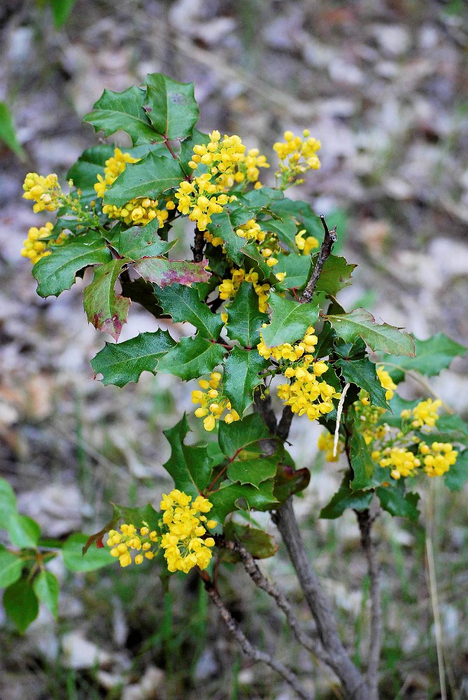 Oregon-grape