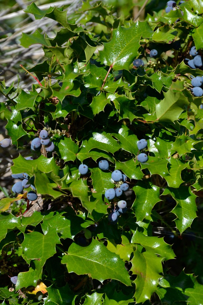 Oregon-grape 1