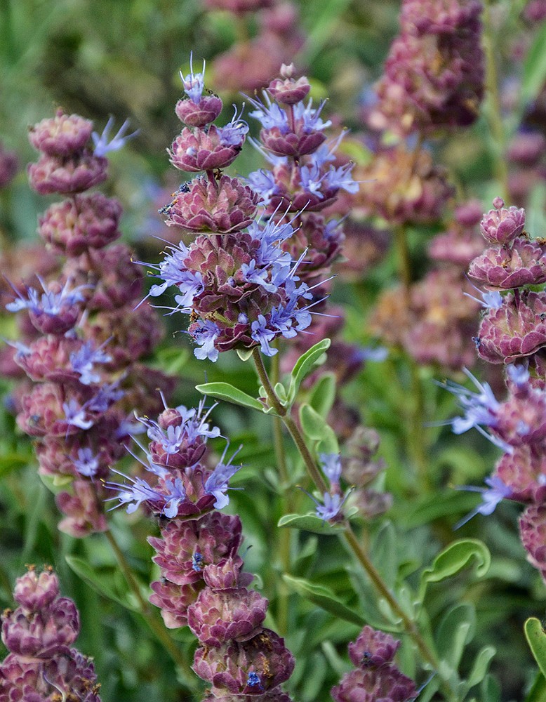 Purple-sage-Salvia dorrii 1