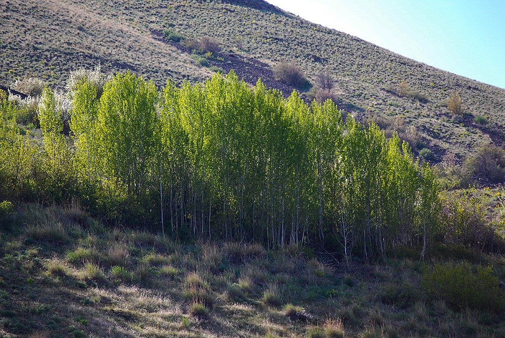 Quaking-Aspen  Populus-tremuloides