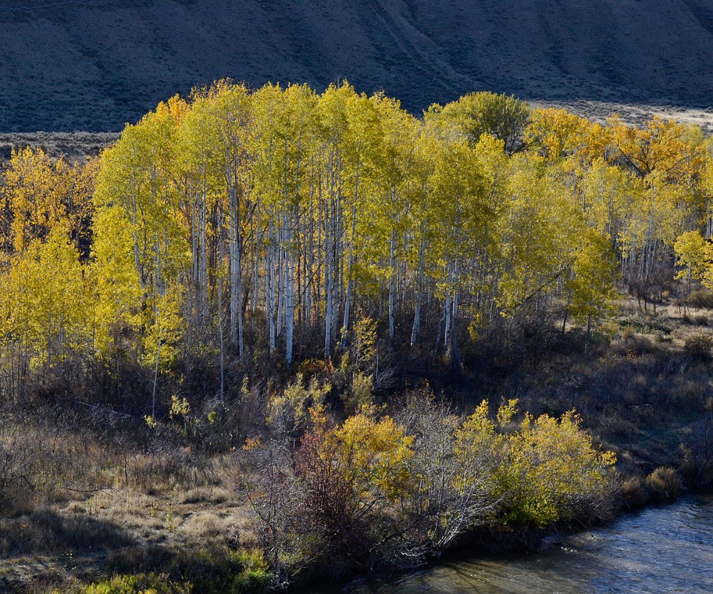 Quaking-Aspen  Populus-tremuloides 2