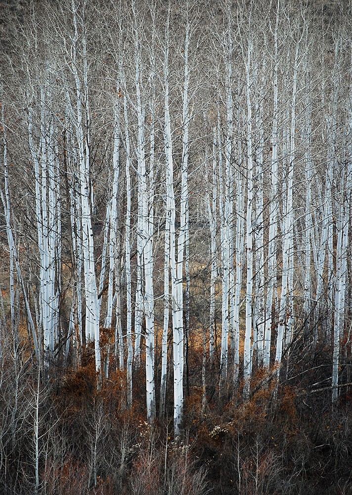 Quaking-Aspen  Populus-tremuloides 3