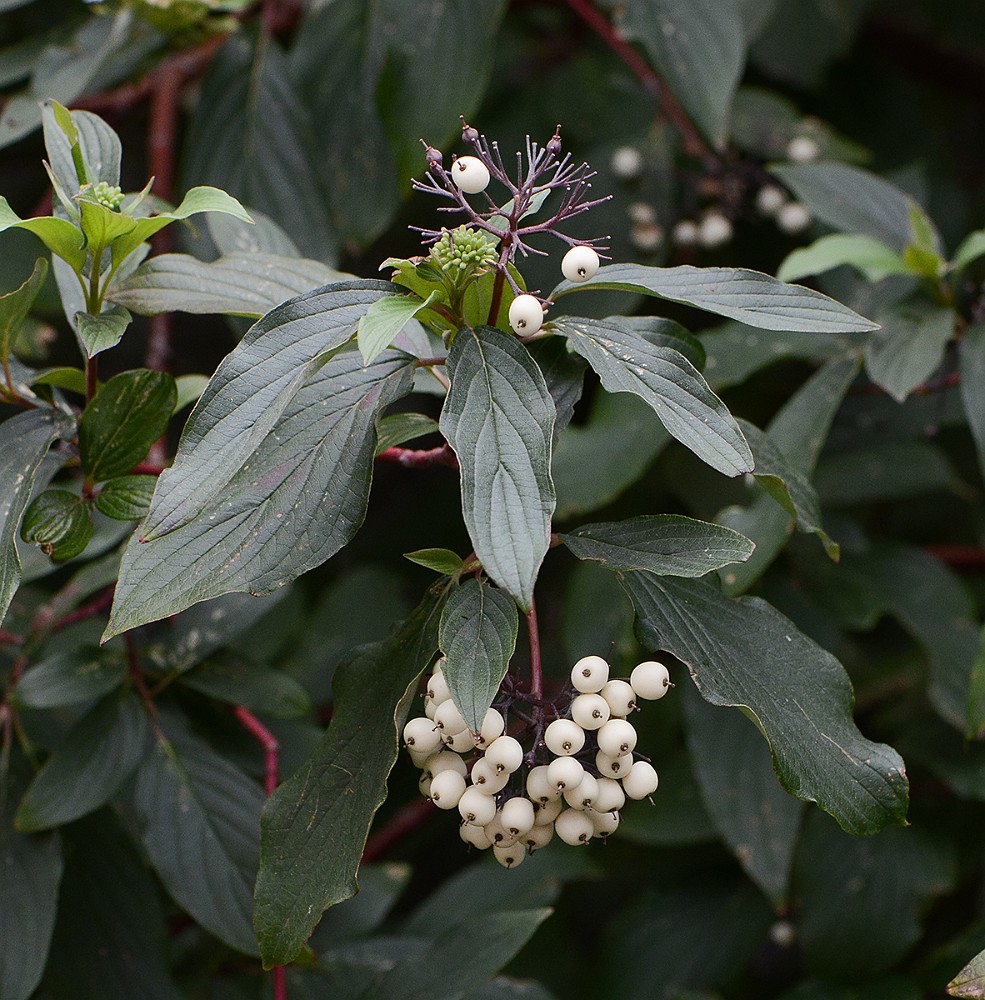 Red-osier-dogwood Cornus-stolonifera 2