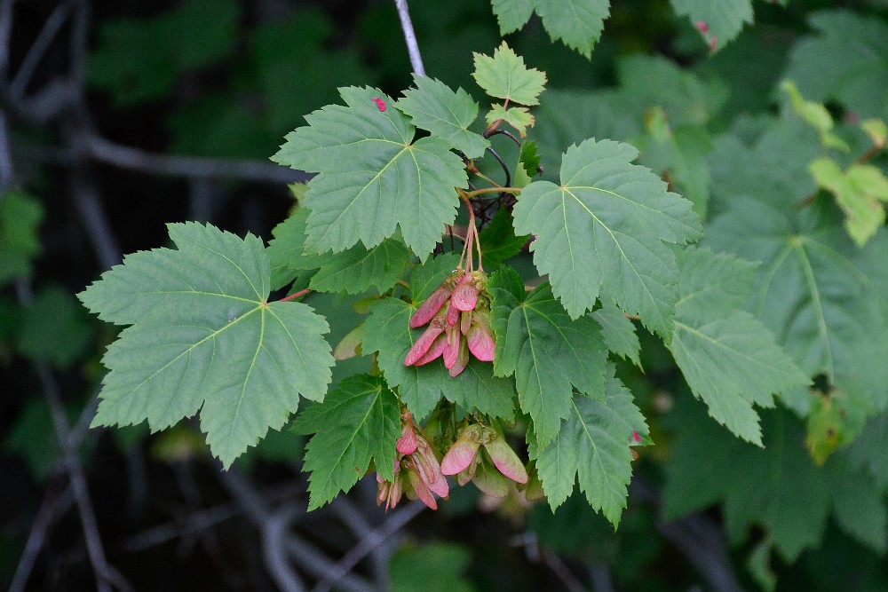 Rocky-mountain-maple 2