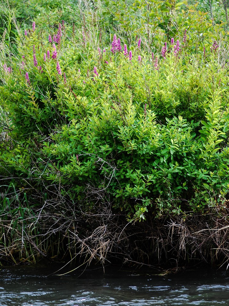 Rose-spiraea