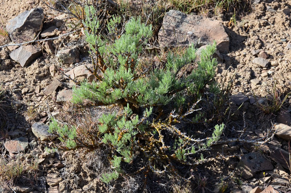 Scabland-sagebrush Artemisia-rigida