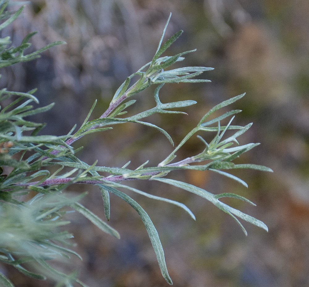 Scabland-sagebrush Artemisia-rigida 3