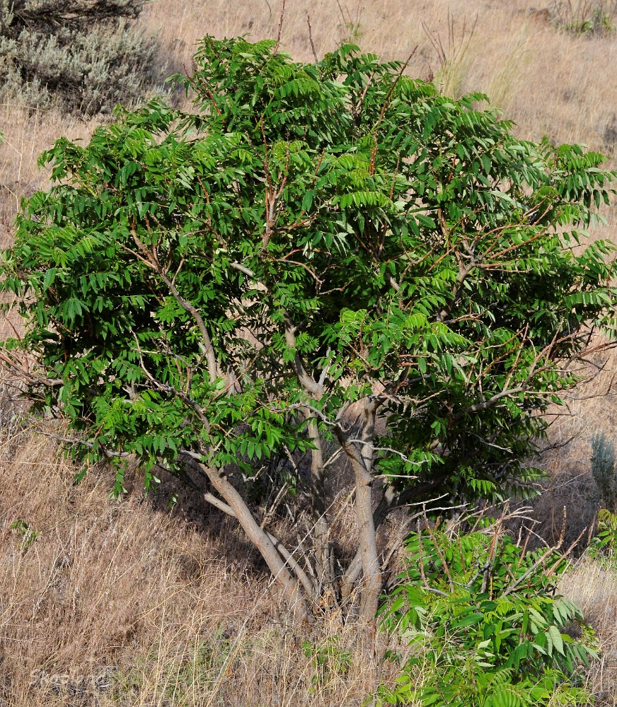 Smooth-sumac Rhus-glabra