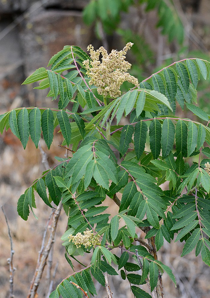 Smooth-sumac Rhus-glabra 1