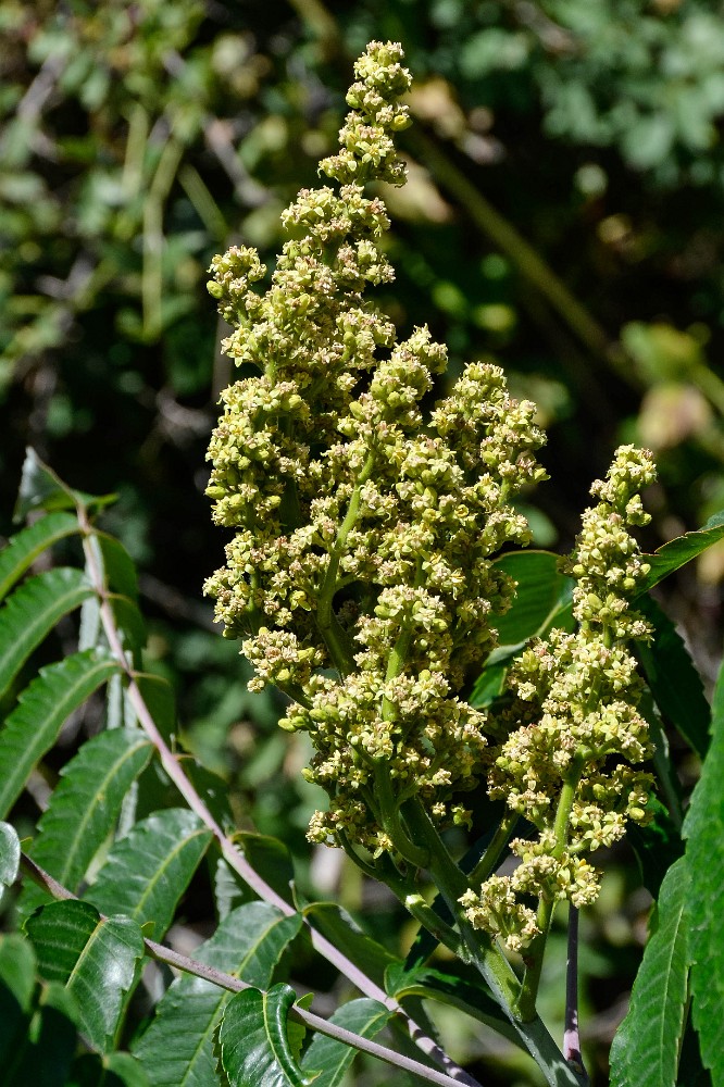 Smooth-sumac Rhus-glabra 2