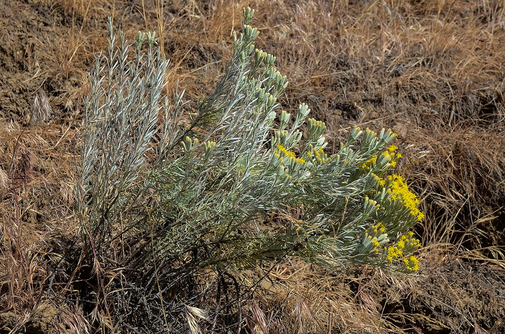 Spineless-horsebrush Tetradymia-canescens