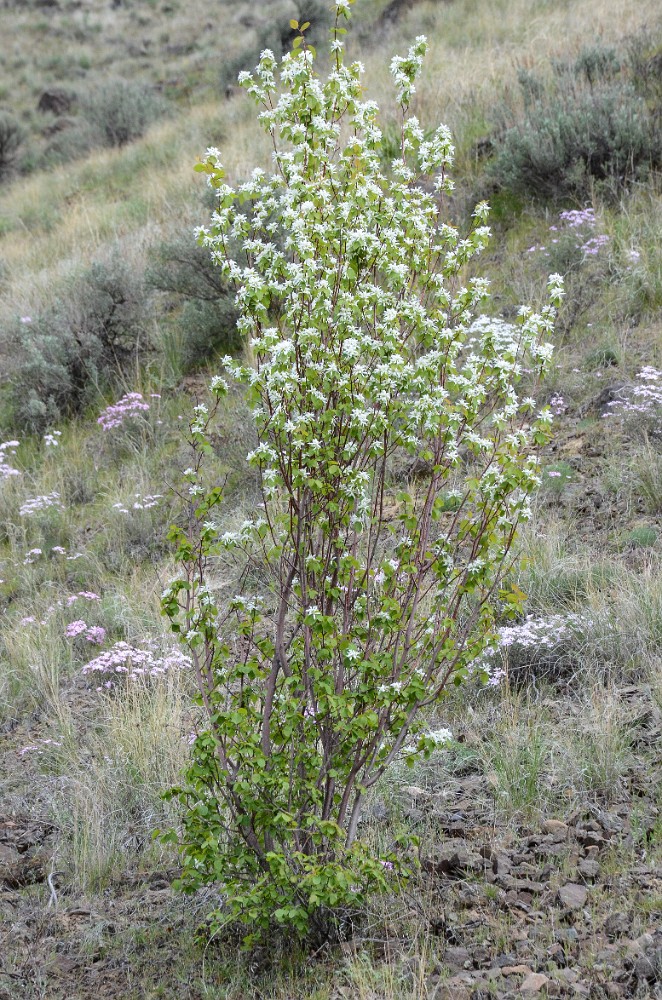 Western-serviceberry Amelanchier-alnifolia 1