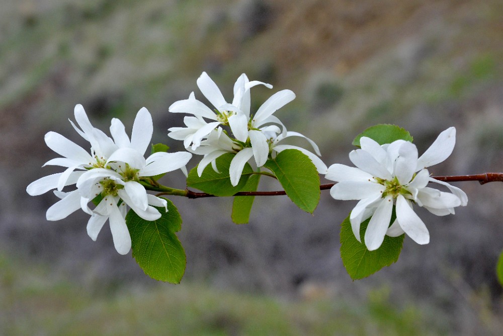 Western-serviceberry Amelanchier-alnifolia 4