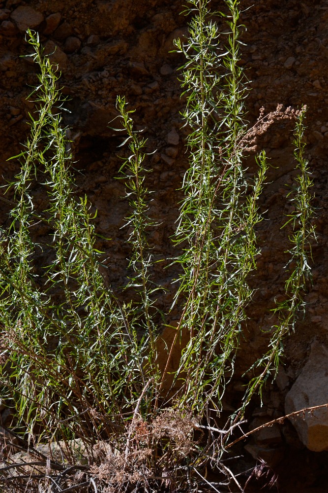 Wild-Tarragon Artemisia-dracunculus