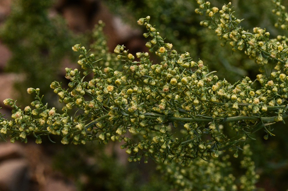 Wild-Tarragon Artemisia-dracunculus 1