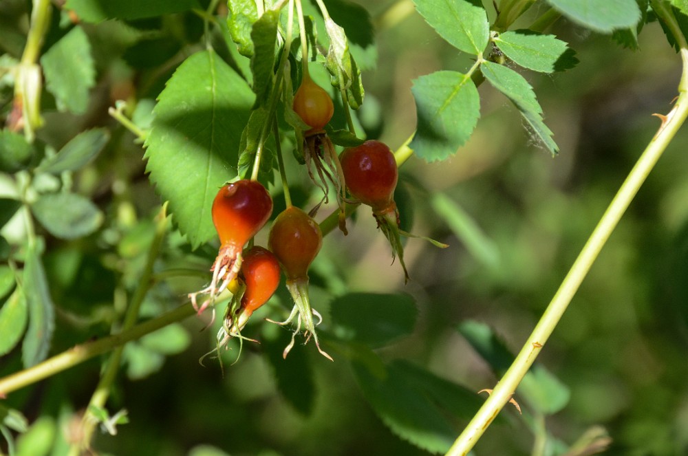 Woods-rose Rosa-woodsii 1