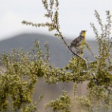 Antelope-bitterbrush Purshia-tridentata 1