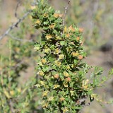 Antelope-bitterbrush Purshia-tridentata 4