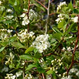 Black-hawthorn  Crataegus-douglasii