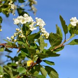 Black-hawthorn  Crataegus-douglasii 1