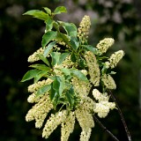 Chokecherry Prunus-virginiana 1