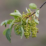 Chokecherry Prunus-virginiana 2