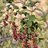 Chokecherry Prunus-virginiana 3