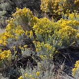 Common rabbit-brush Ericameria nauseosa