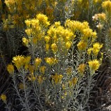 Common rabbit-brush Ericameria nauseosa 1