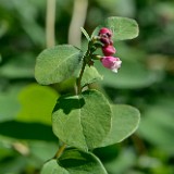 Common-snowberry