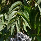 Elderberry Sambucus-cerulea 3