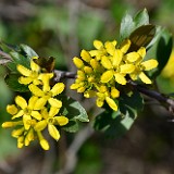 Golden-currant Ribes-aureum 1