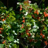 Golden-currant Ribes-aureum 4