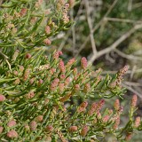 Greasewood Sarcobatus-vermiculatus