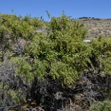 Greasewood Sarcobatus-vermiculatus 3