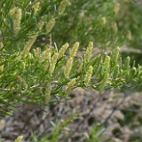 Greasewood Sarcobatus-vermiculatus 4