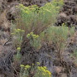 Green-rabbit-brush-Chrysothamnus-viscidiflorus