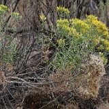 Green-rabbit-brush-Chrysothamnus-viscidiflorus 1