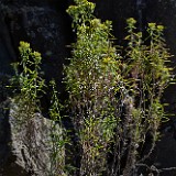 Green-rabbit-brush Chrysothamnus-viscidiflorus