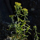 Green-rabbit-brush Chrysothamnus-viscidiflorus 1