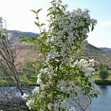 Mock-Orange-1