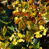Oregon-grape 2