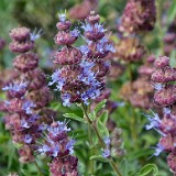 Purple-sage-Salvia dorrii 1