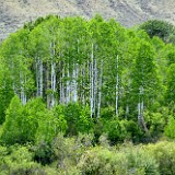 Quaking-Aspen  Populus-tremuloides 1