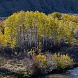 Quaking-Aspen  Populus-tremuloides 2