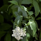 Red-osier-dogwood Cornus stolonifera