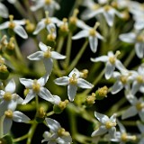 Red-osier-dogwood Cornus-stolonifera 1