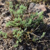 Scabland-sagebrush Artemisia-rigida